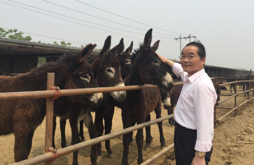孕驢流產(chǎn)元兇揭秘：沙門(mén)菌病癥狀辨別與防控